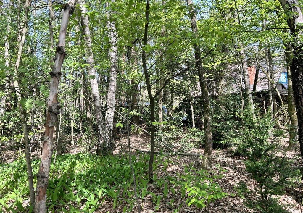 Mischwald