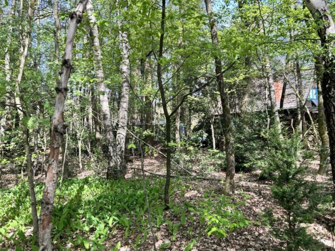 Mischwald