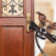 Ein hund im Haus